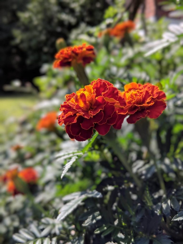 פרחים אדומים בגינה בסנט לואיס